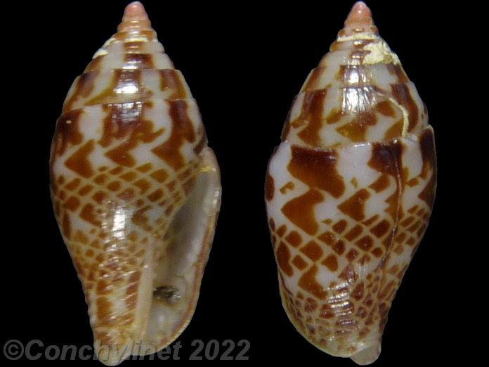 Pyrene obtusa