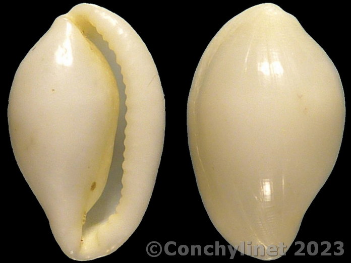 Calpurnus lacteus