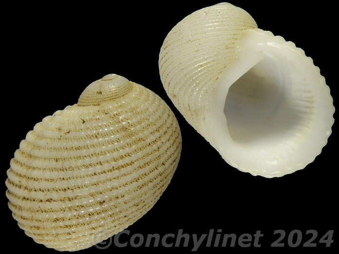 Neritopsis radula