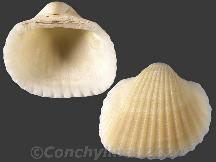 Anadara pumila