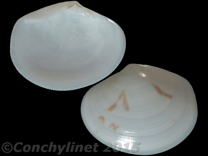 Sunetta sunettina