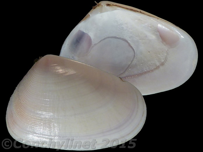 Latona columbella