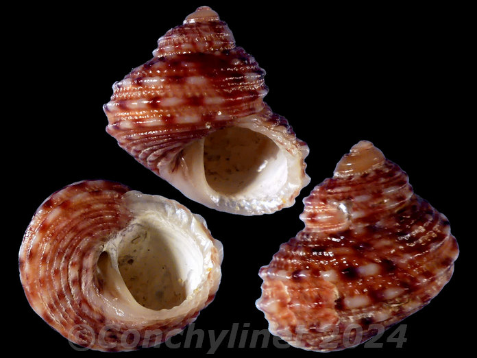 Euchelus asper