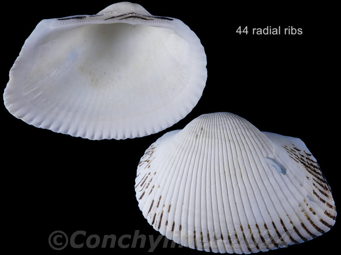 Anadara crebricostata