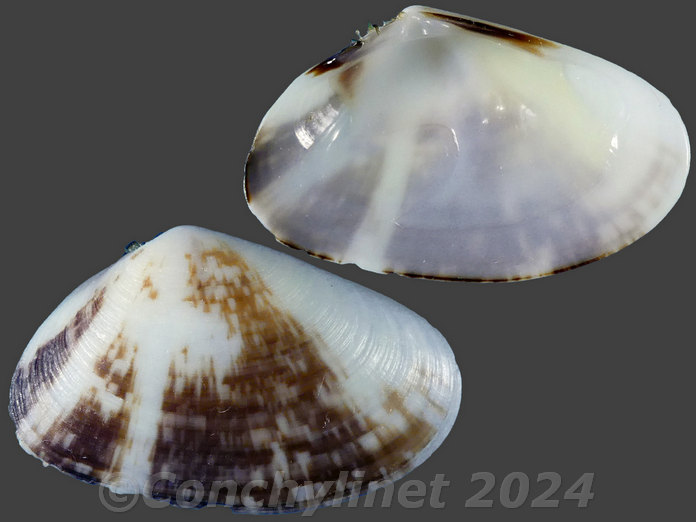 Donax cuneatus