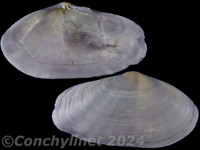 Gari elongata