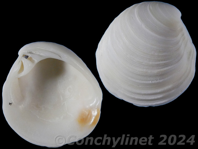 Placamen chloroticum