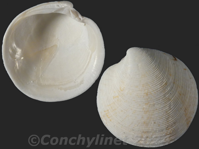 Dosinia amphidesmoides