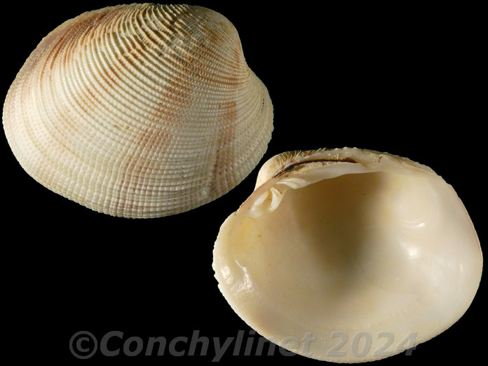Antigona sowerbyi