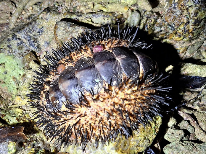 Acanthopleura spinosa