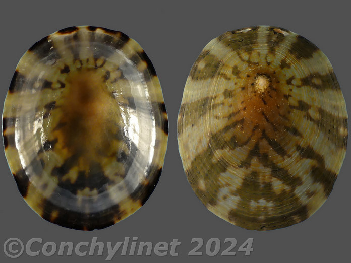 Cellana testudinaria