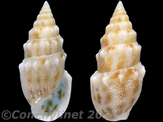 Otopleura nodicincta
