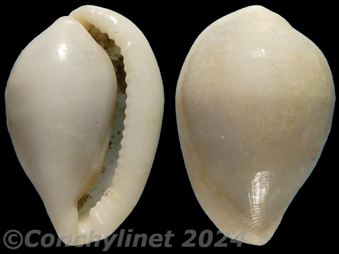 Calpurnus lacteus