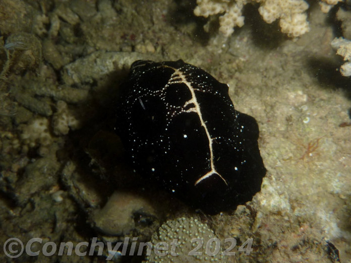 Ovula ovum Ovula ovum