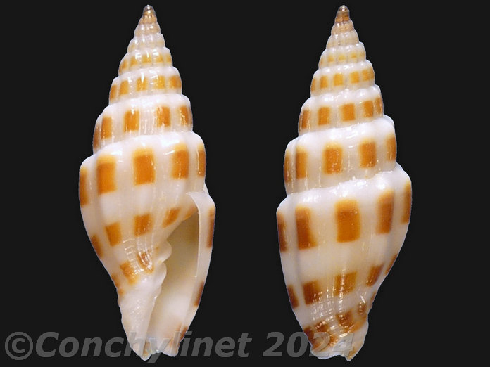 Vexillum fidicula