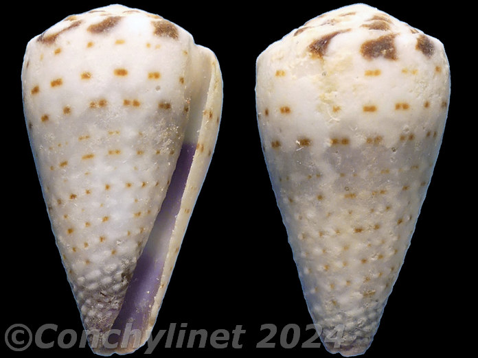 Conus musicus