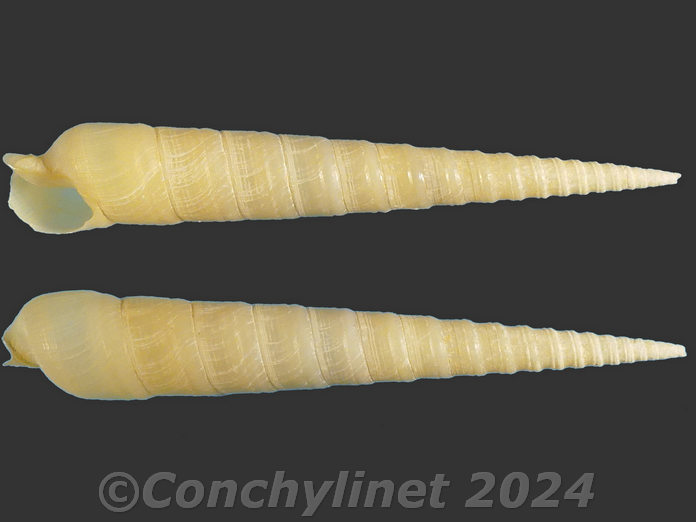 Terebra laevigata
