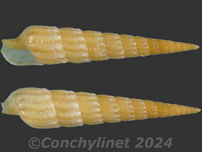 Myurellopsis paucistriata