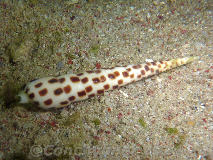 Terebra subulata