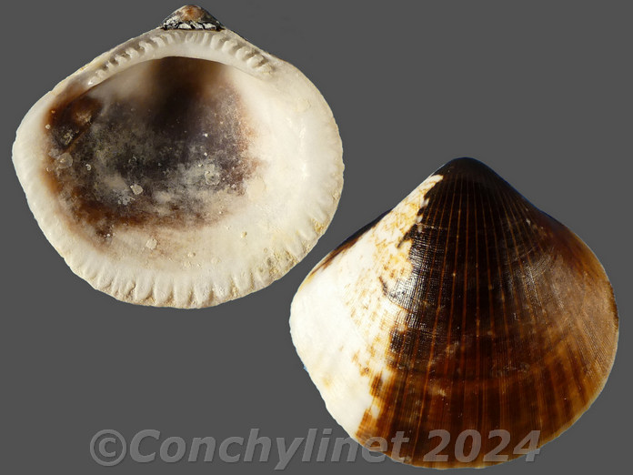 Glycymeris reevei