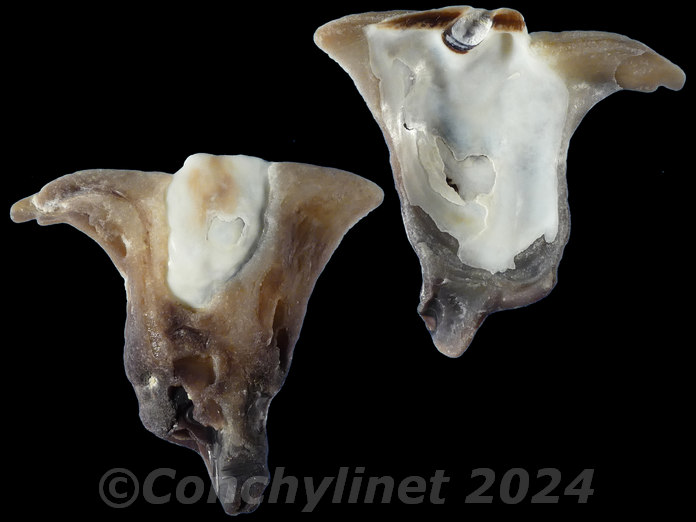 Malleus malleus