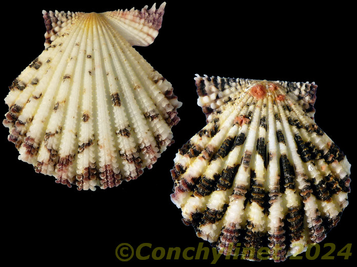 Gloripallium speciosum