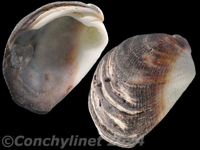 Beguina semiorbiculata