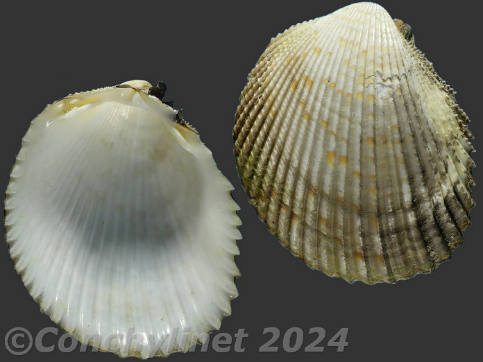Vasticardium angulatum
