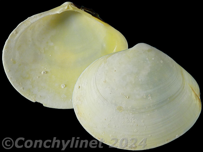 Arcopaginula inflata