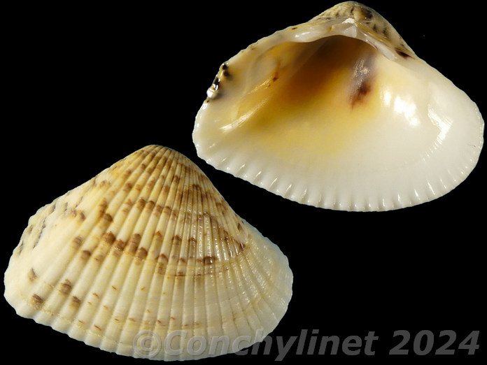Hemidonax donaciformis