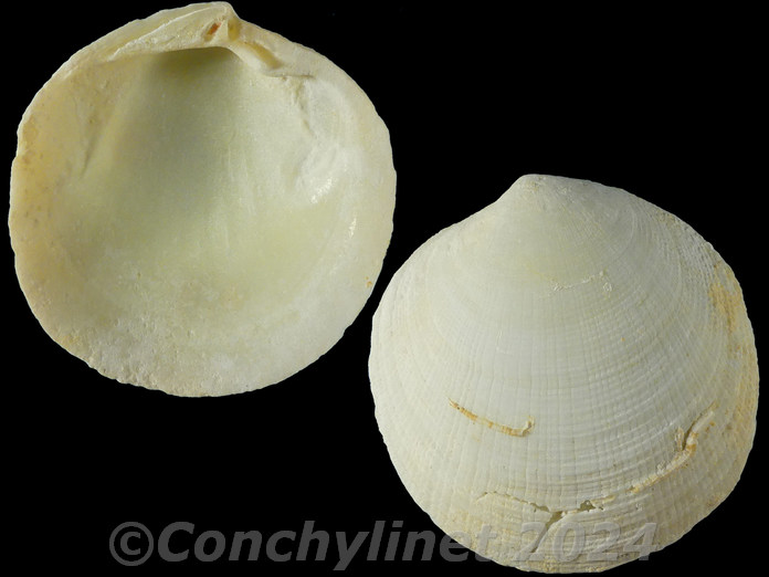 Codakia paytenorum