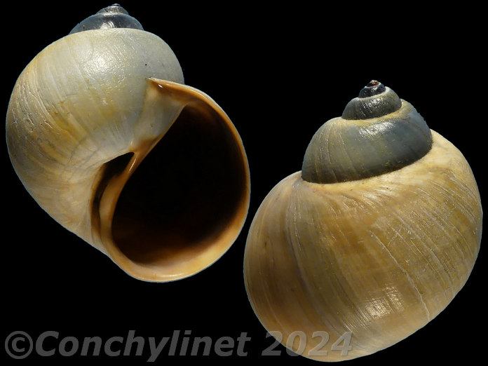 Laguncula pulchella