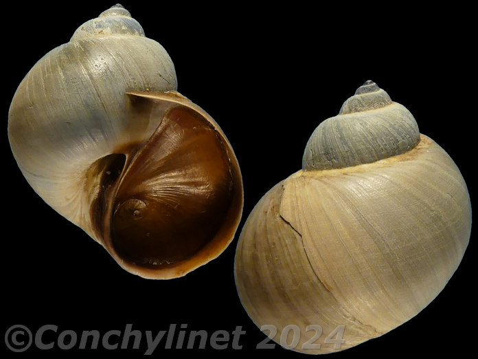 Laguncula pulchella