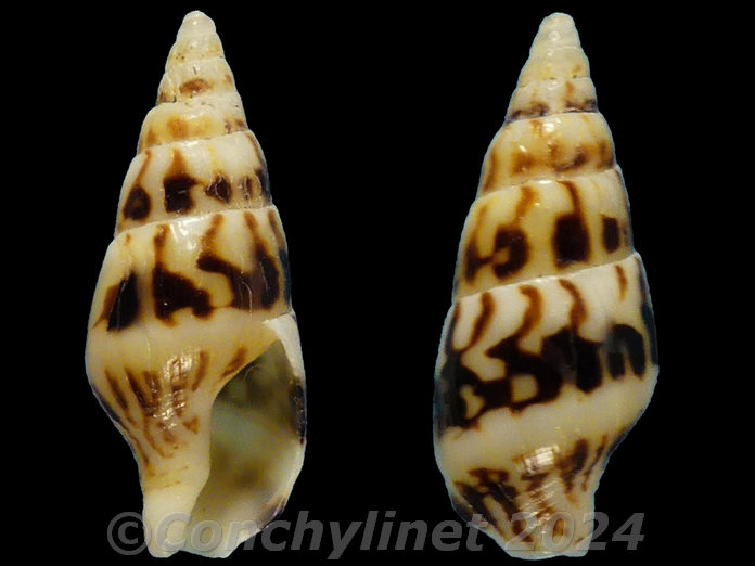 Mitrella albuginosa