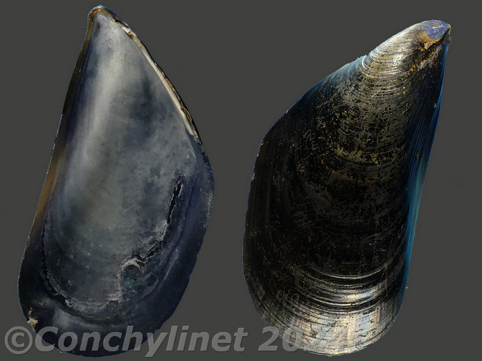 Mytilus galloprovincialis