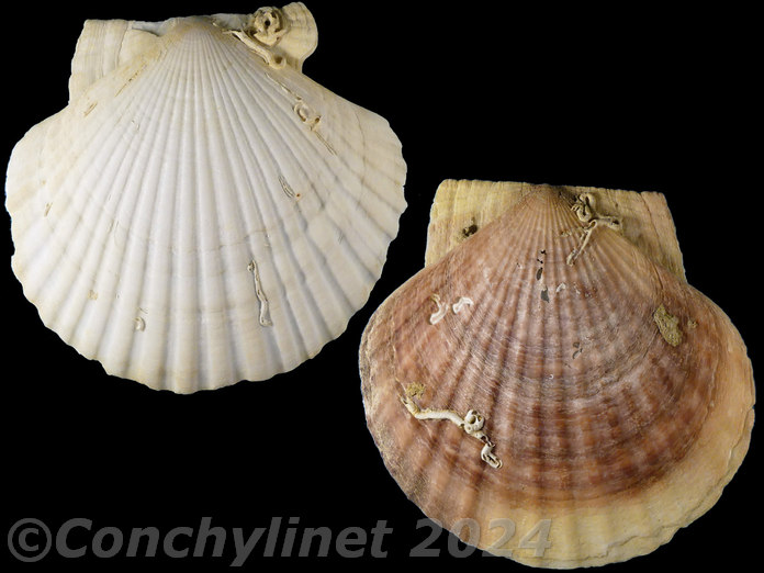 Mizuhopecten yessoensis