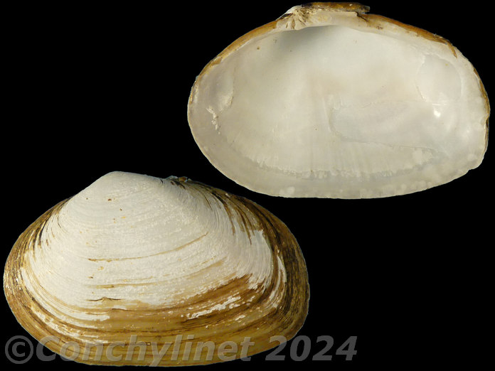 Glauconome chinensis