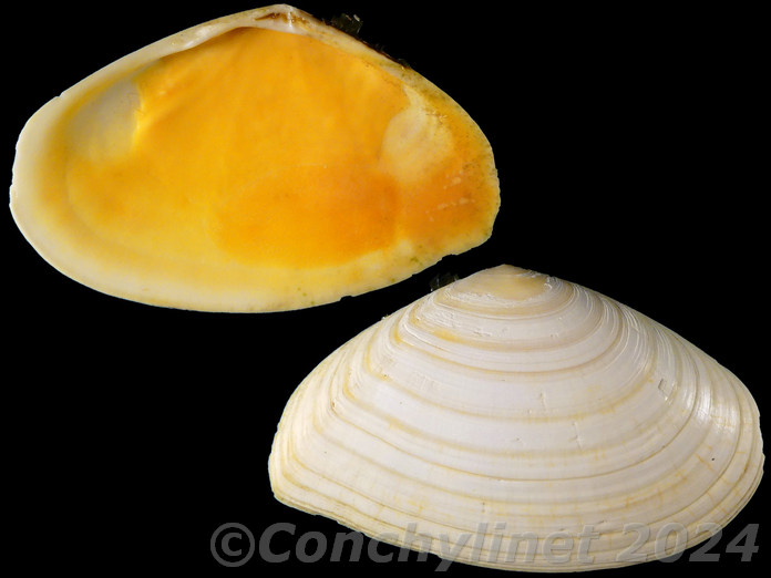 Megangulus zyonoensis