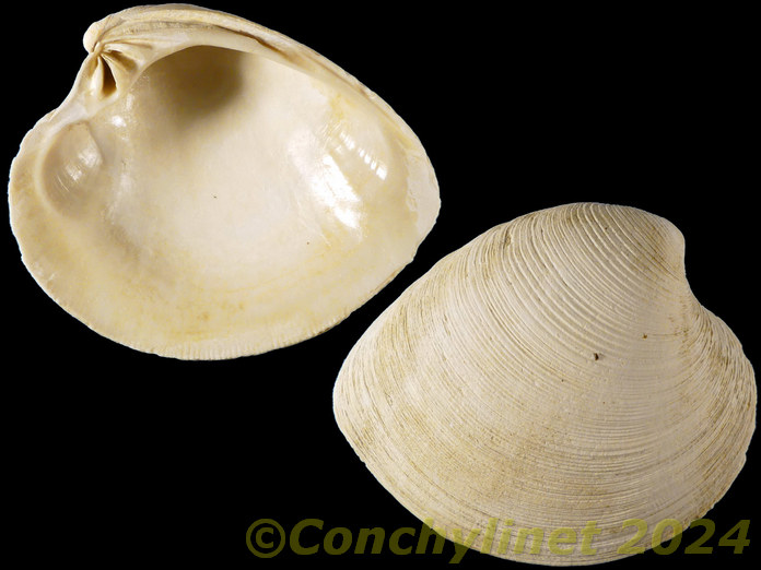 Mercenaria stimpsoni