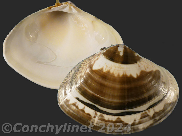Macridiscus aequilatera