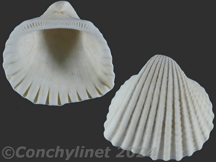 Tegillarca rhombea