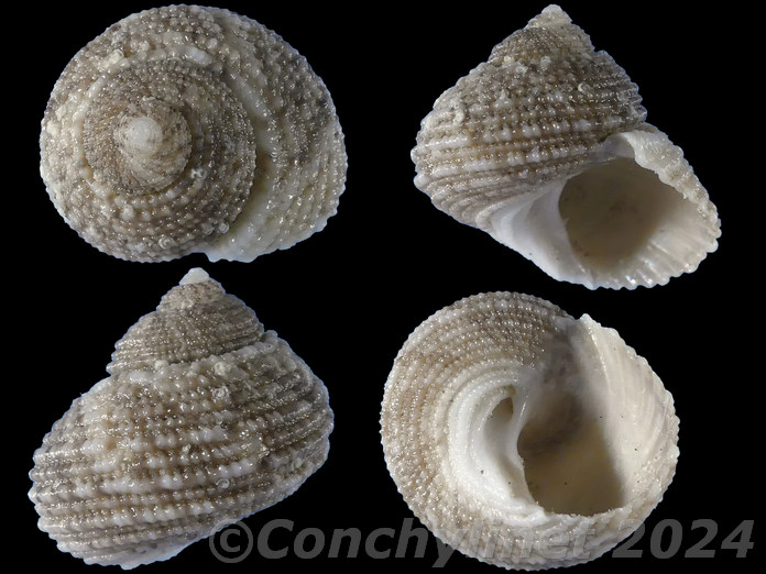 Euchelus pullatus