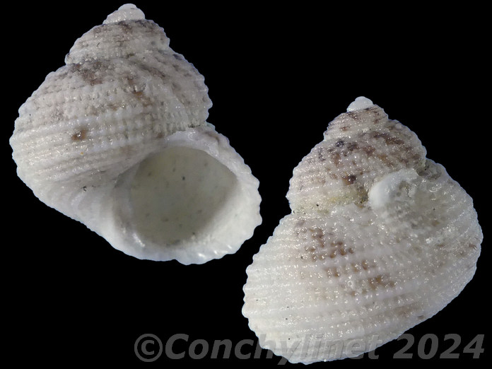 Euchelus pullatus