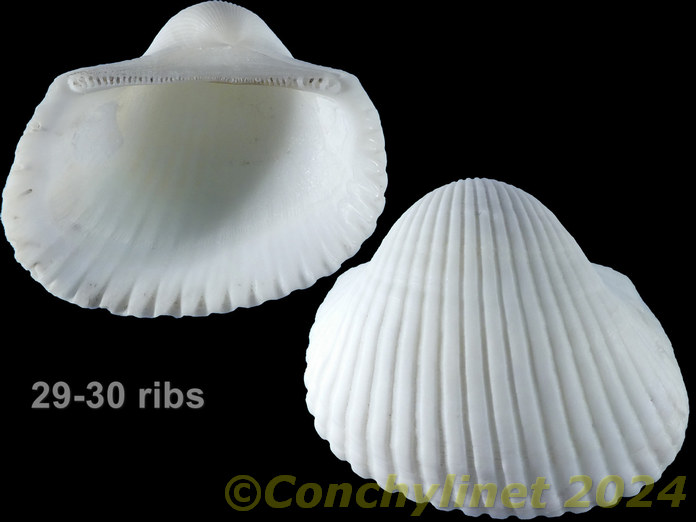 Anadara ehrenbergi Anadara ehrenbergi