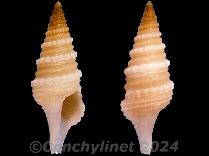 Gemmula monilifera