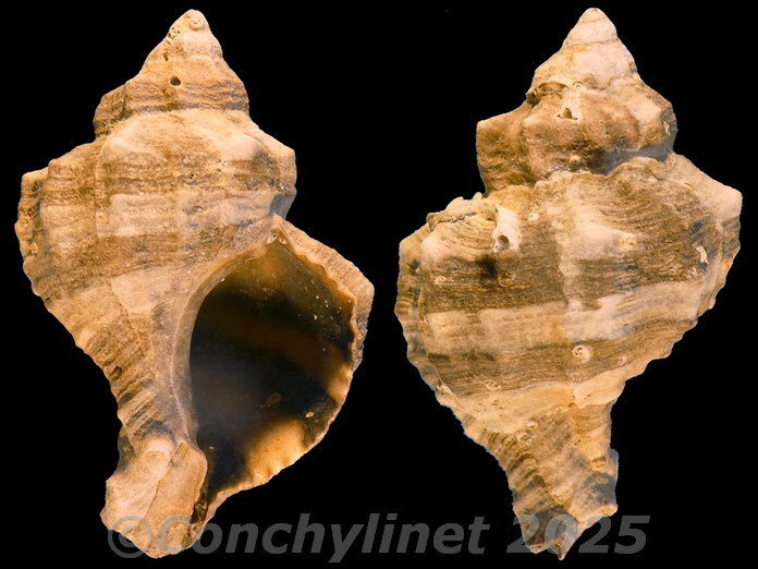 Hexaplex trunculus