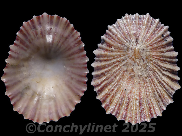 Cymbula miniata