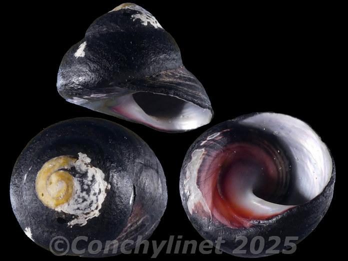 Oxystele sinensis