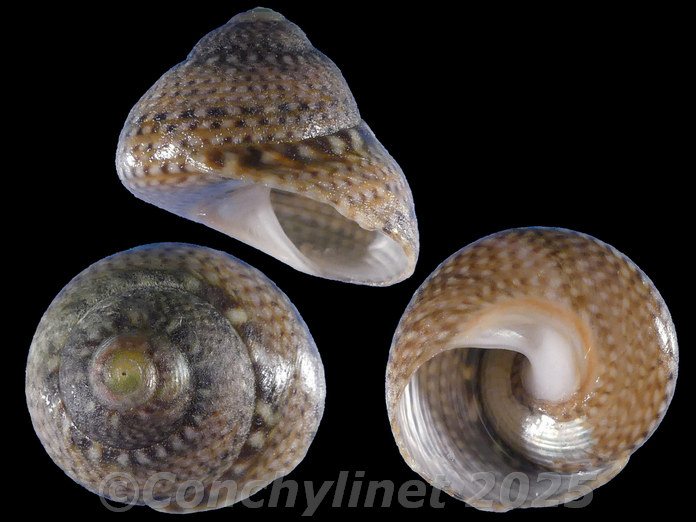 Oxystele impervia