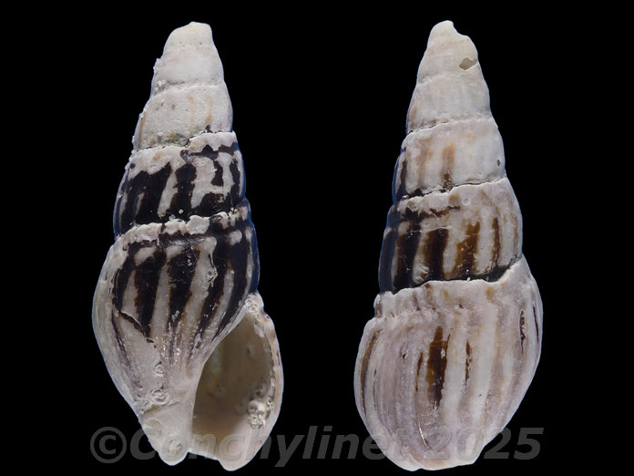 Clionella sinuata